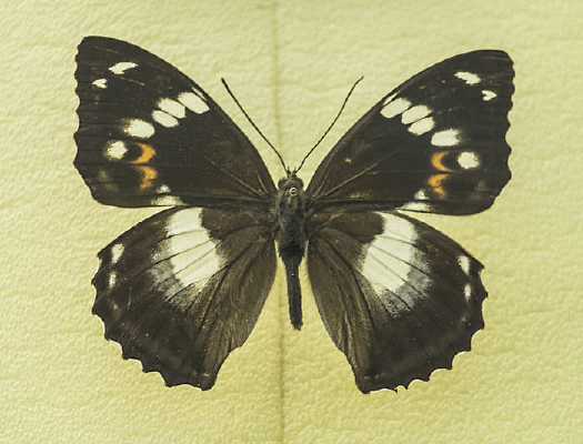 �װ��Ի���