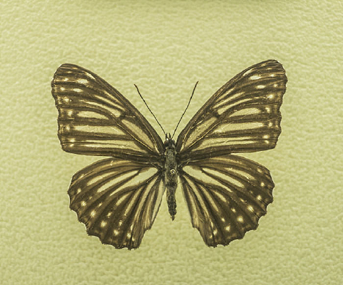 �װ�������