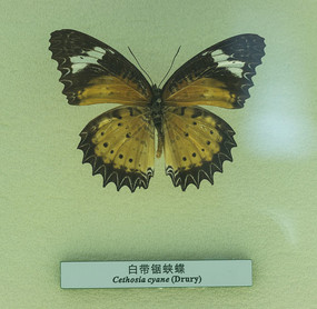 �״������