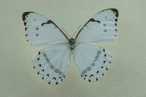 ��ɫ����