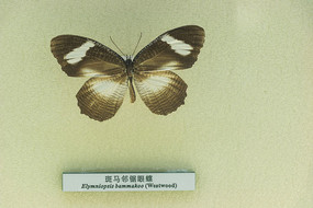 �����ھ��۵�