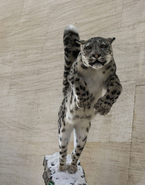 ���۵��Ա�