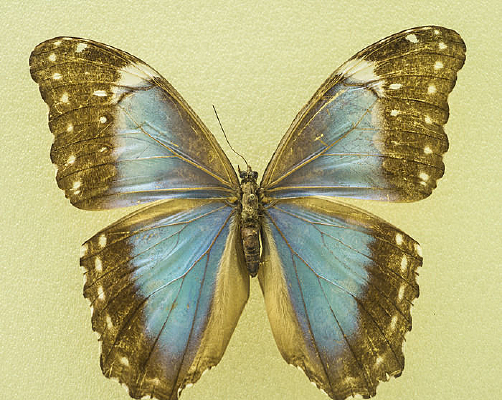 �ߴ�����