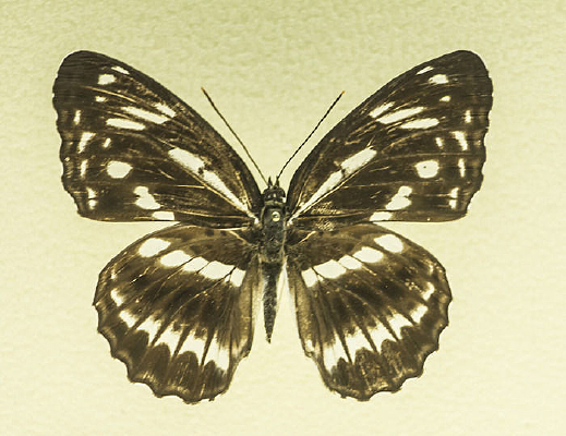 �ж����̵�