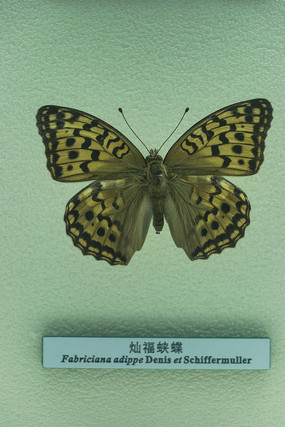 �Ӹ�����