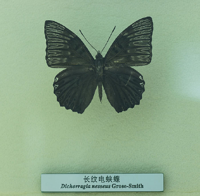 ���Ƶ��̵�