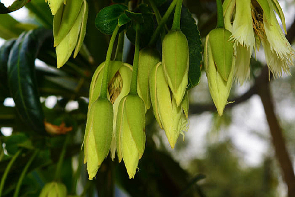 �����Ļ���