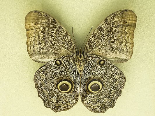 ����èͷӥ����