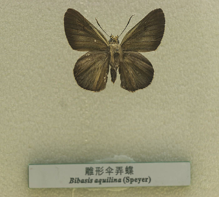 ����ɡŪ��