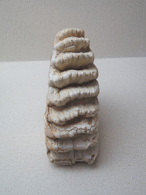 ����������ʳ�