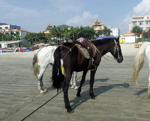 �羰���Ŀ���