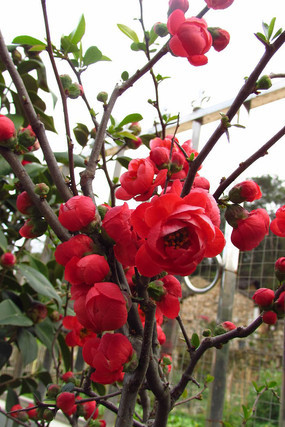 �������ŵĺ���