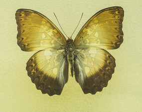 �ڱ����̵�