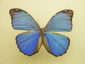 ڱ