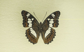 �ڱ����̵�