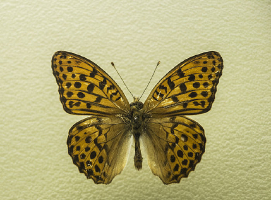 ���ϱ��̵�