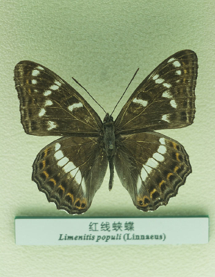 �����̵�