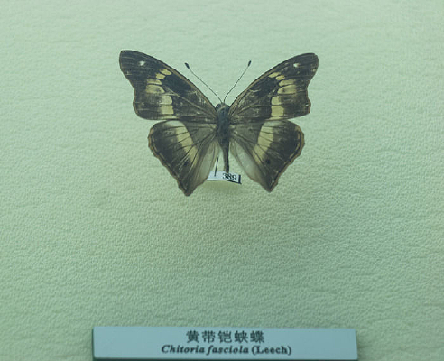 �ƴ�������