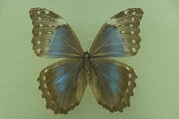 ����Ů������