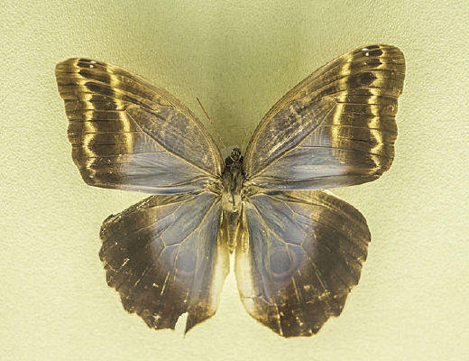 ����Ʒ����