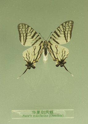 ���Ľ����