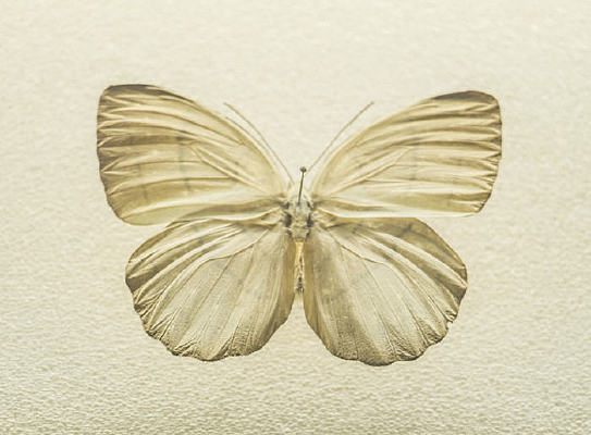 �ҳᴮ�黷��