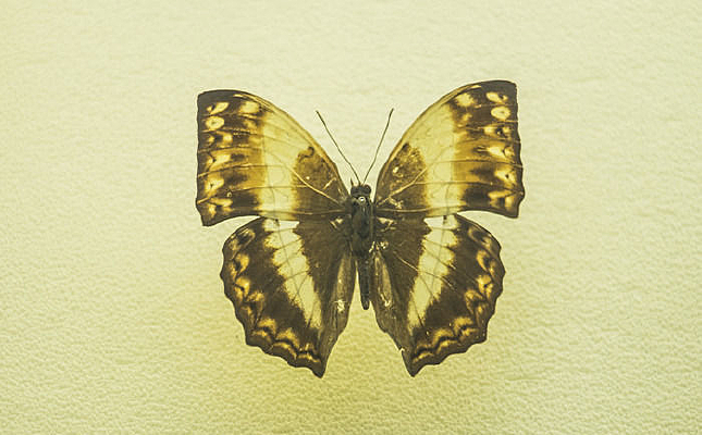 �����̵�