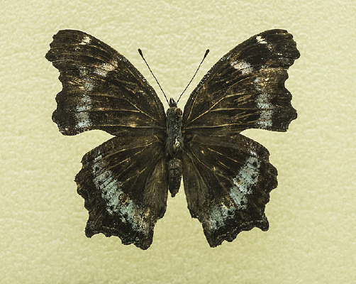 �����̵�