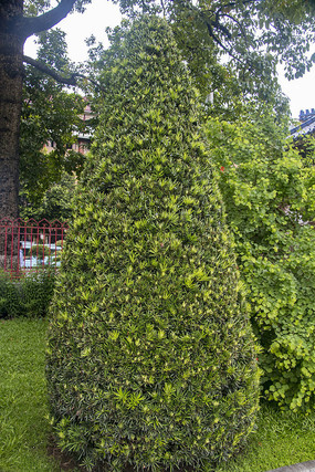 �̻�����ֲ��