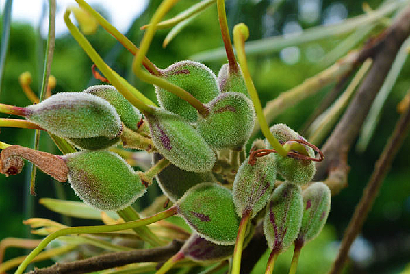 ��ɫ�����صĻ�