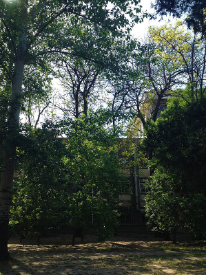 ��Ҷ����