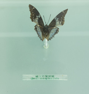 ����ʯ���̵�