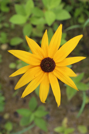 �����ĺ��ľջ��仨