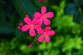 �������˵ĺ�ɫ��