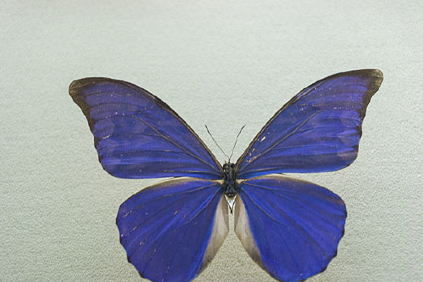 ���������걾