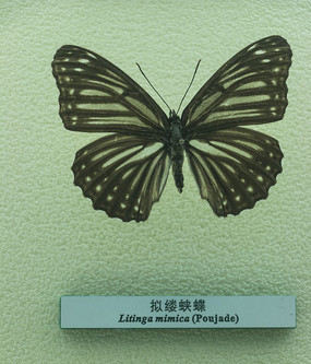 ���ƺ���