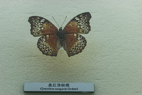 ɣ�����̵������걾