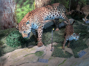 ��Ǯ���걾