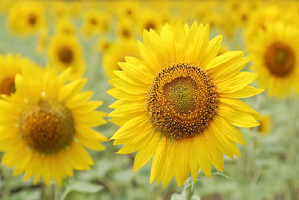 ʢ��̫����������̫�������տ���