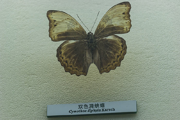 ˫ɫ���̵��걾