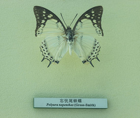 ���Ѳ��̵�