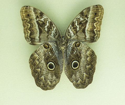 ϸ��èͷӥ���걾