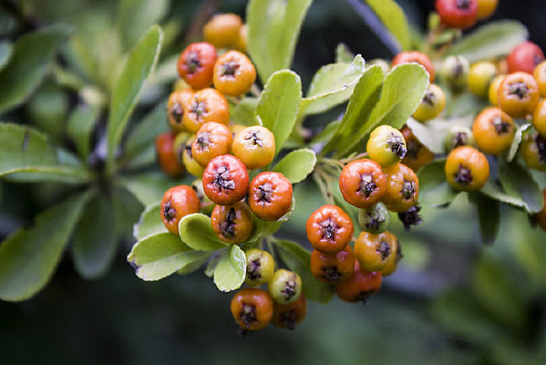 һ����ɫ�Ļ�ѹ�