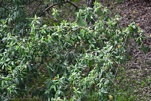 һ��ѹ������������