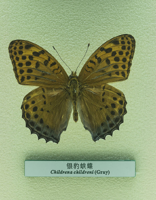 �����̵�