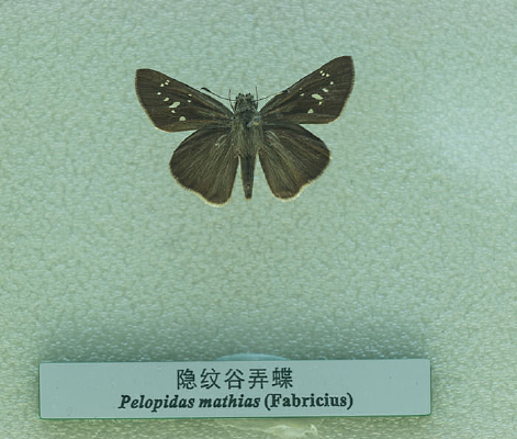 ���ƹ�Ū��