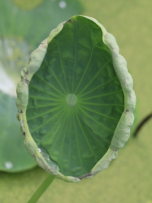 һƬ�����ĺ�Ҷ