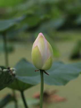 һ֦��Ҫ���ŵĺɻ�