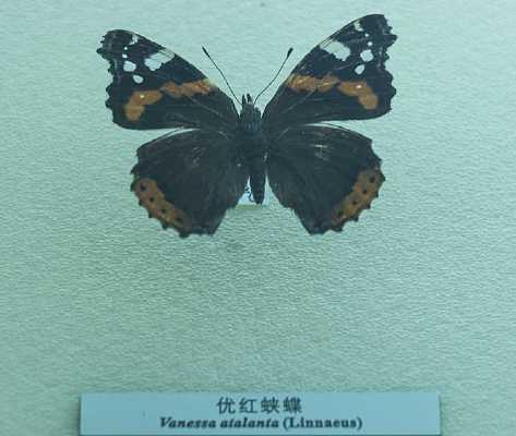 �ź��̵��걾