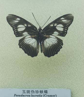 ���α���̵��걾